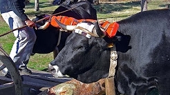 razaserrana